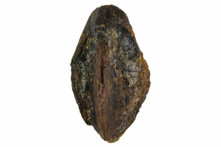 Triceratops Tooth Crown - Bowman, North Dakota #129051